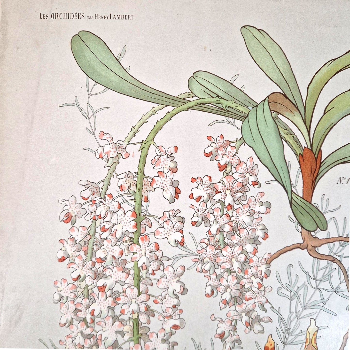 Chromotypography "The Orchids", Circa 1900