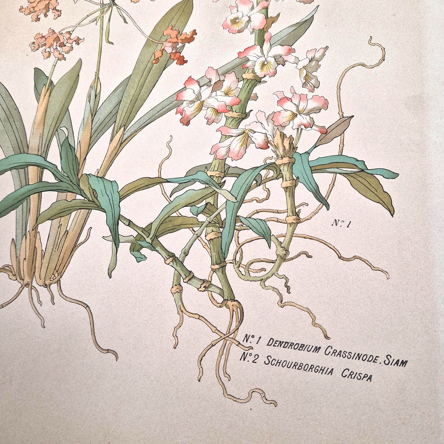 Antique botanical illustration "The Orchids", H. Lambert