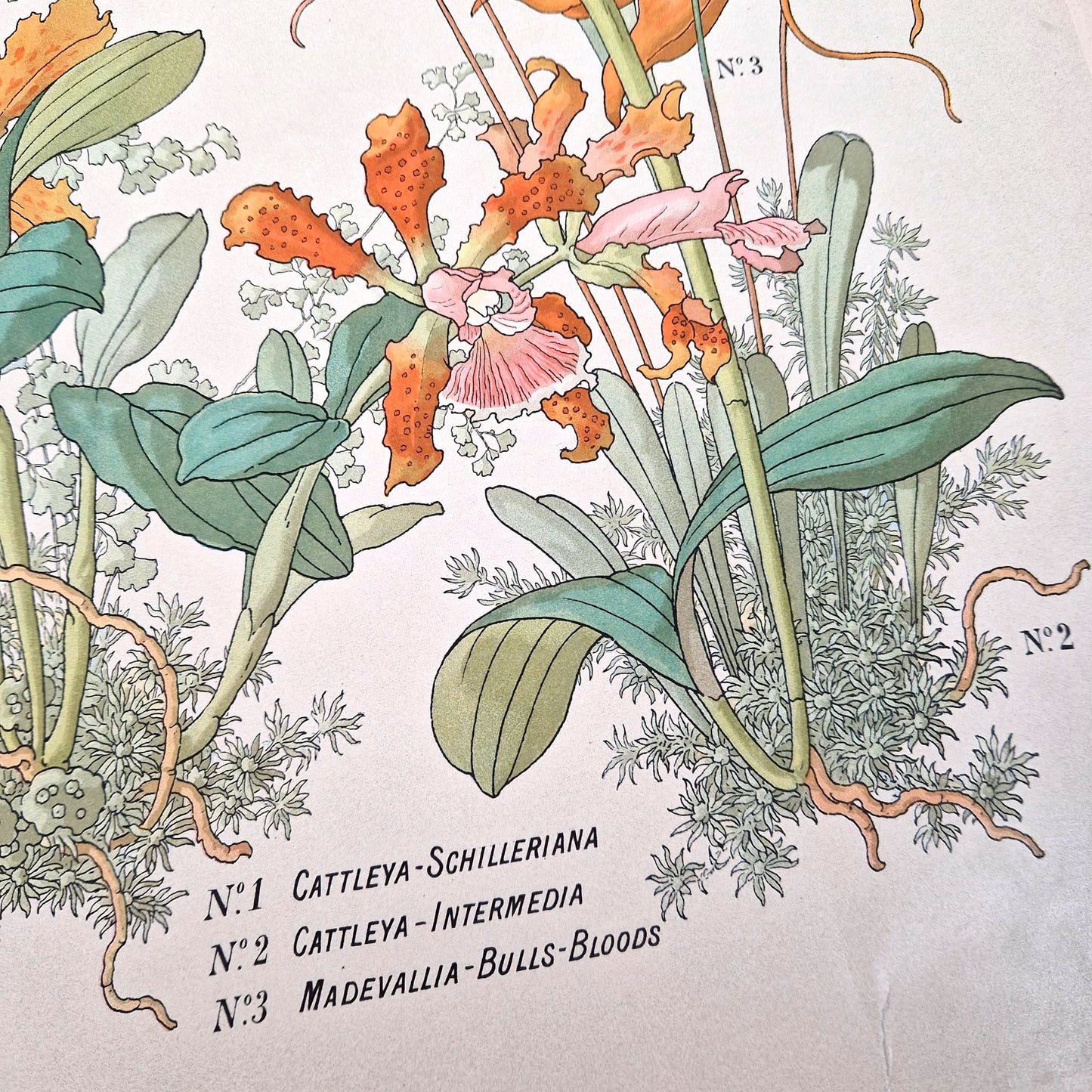 Floral illustration "The Orchids", Cattleya...