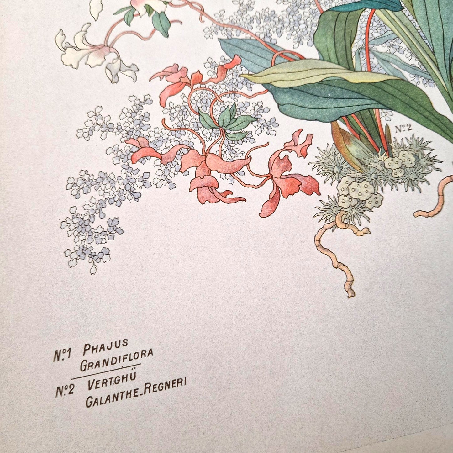 Botanical chromotypography "The Orchids"