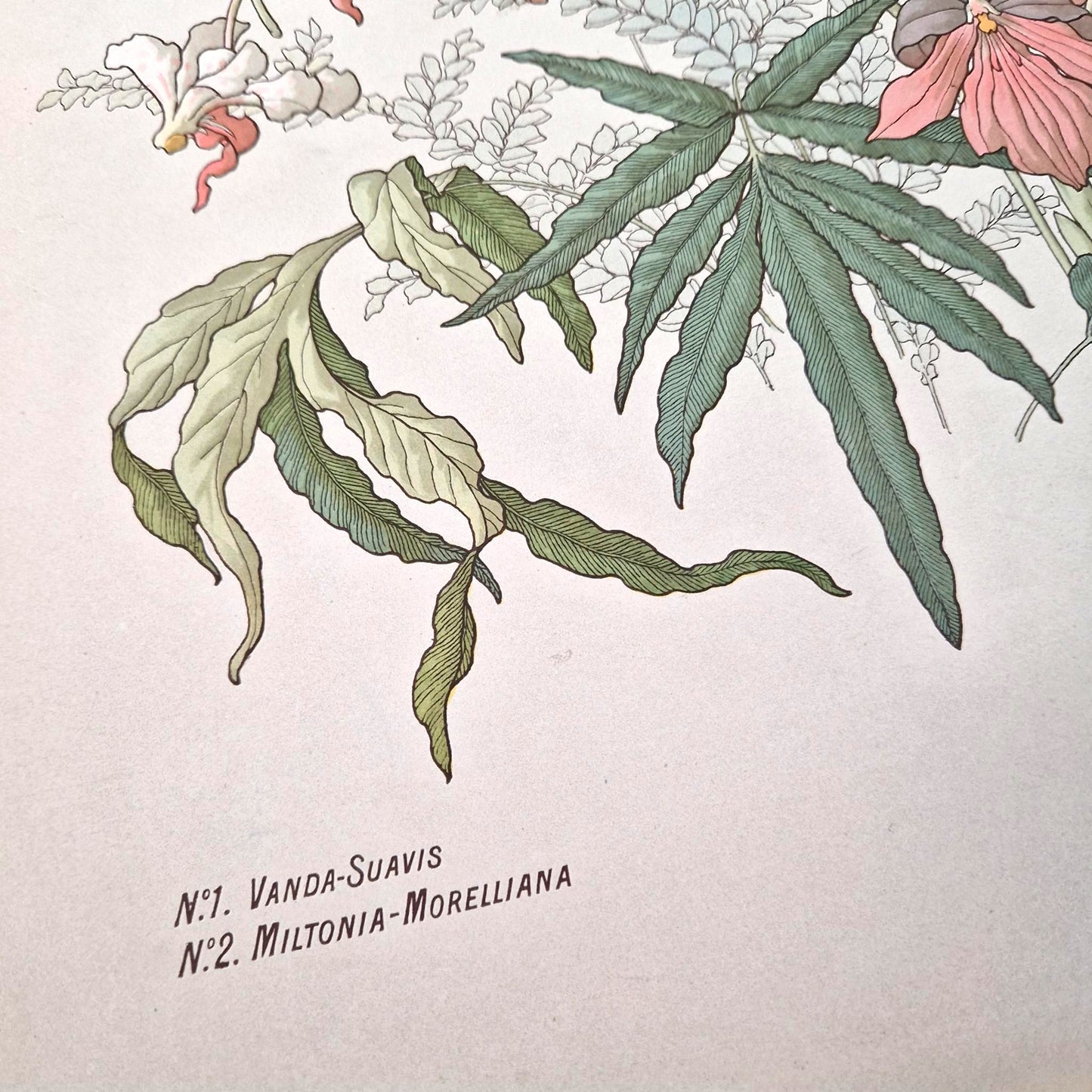 Antique floral print "The Orchids" - Henry Lambert