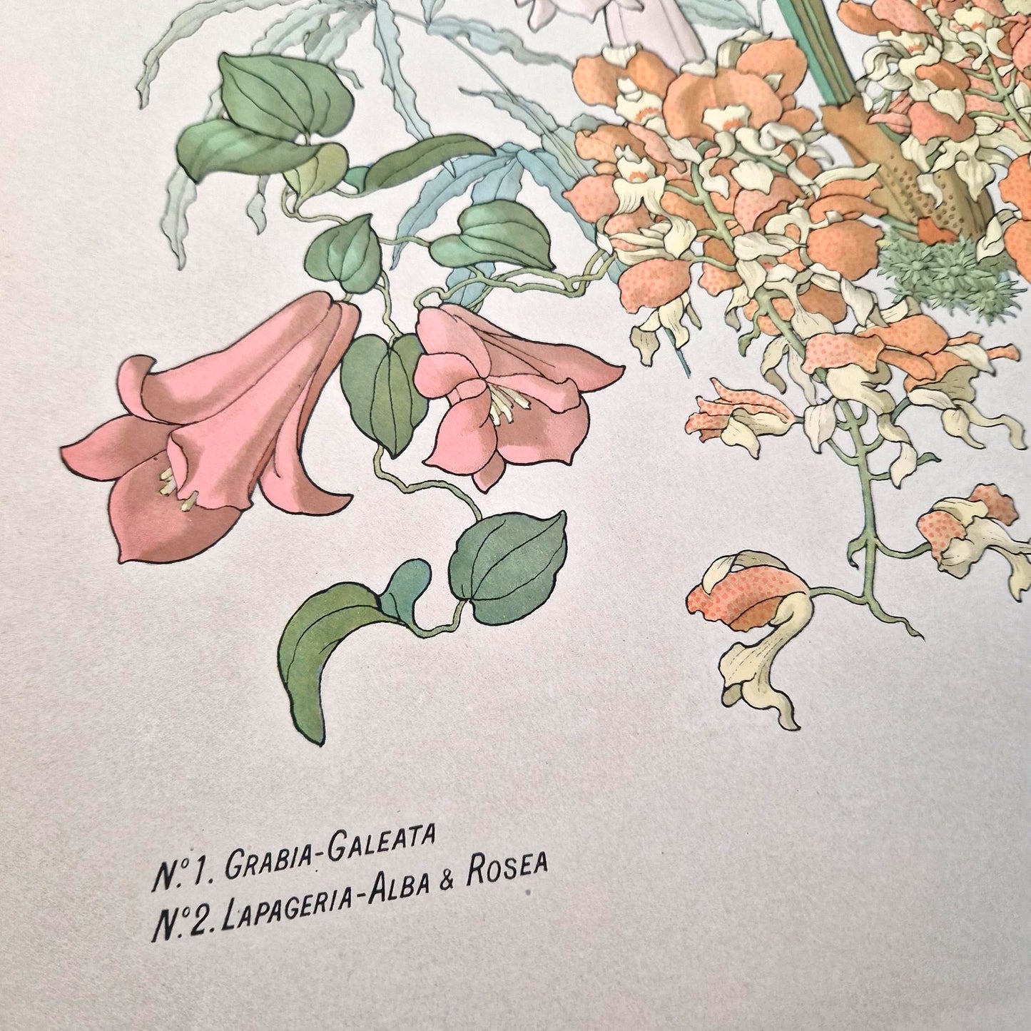 Antique botanical illustration "The Orchids"