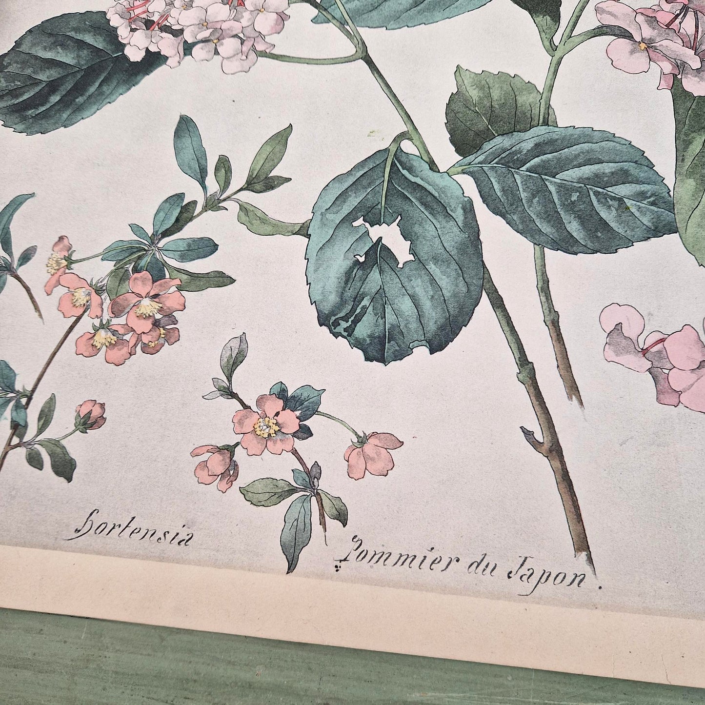 Lithographie ancienne « Hortensia et Pommier du Japon »