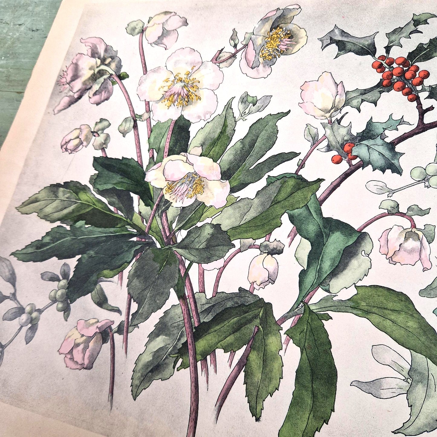 Antique floral print "Christmas Roses, Holly & Mistletoe"
