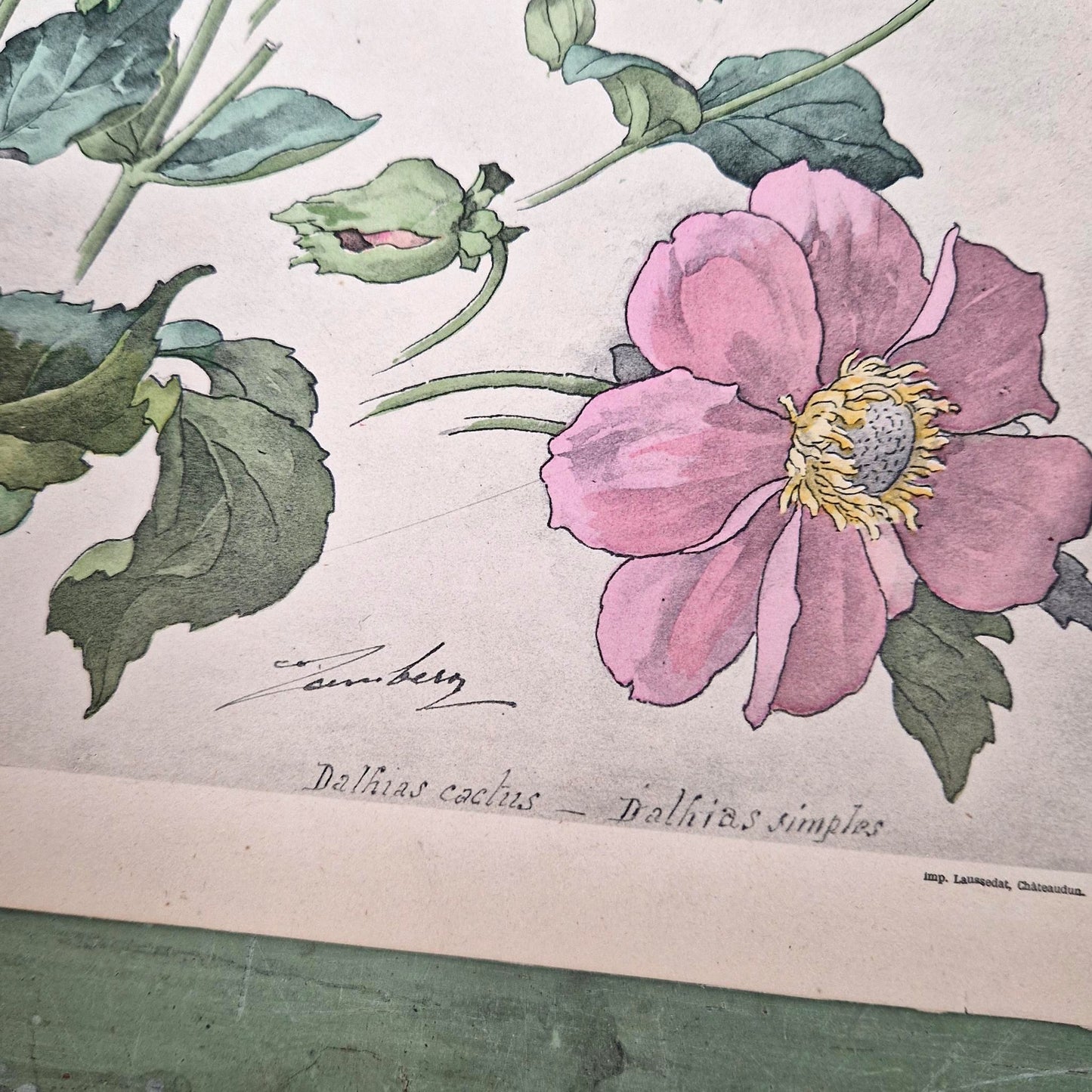 Lithographie florale « Dahlias » - Henri Lambert