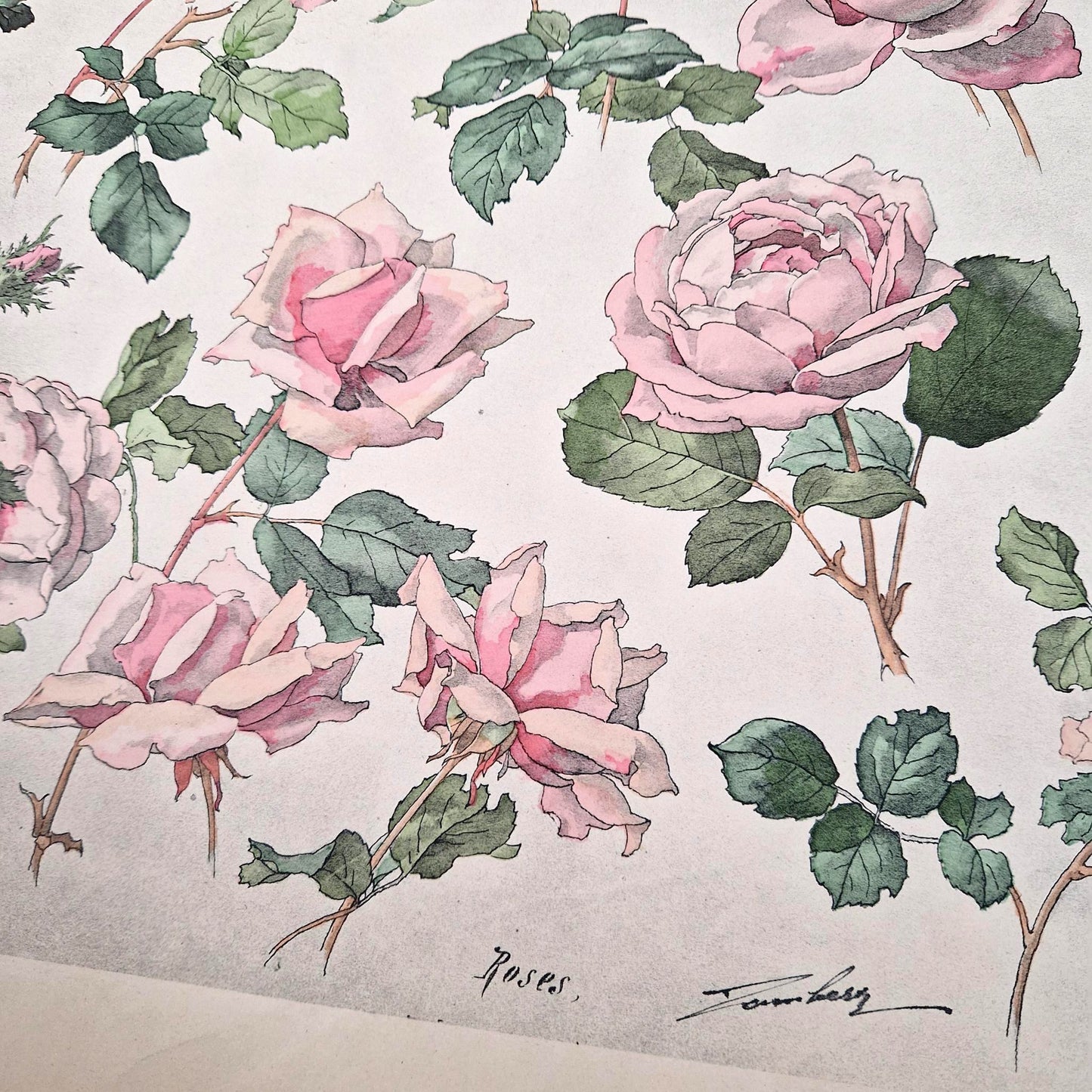 Planche botanique ancienne « Roses » - Henri Lambert