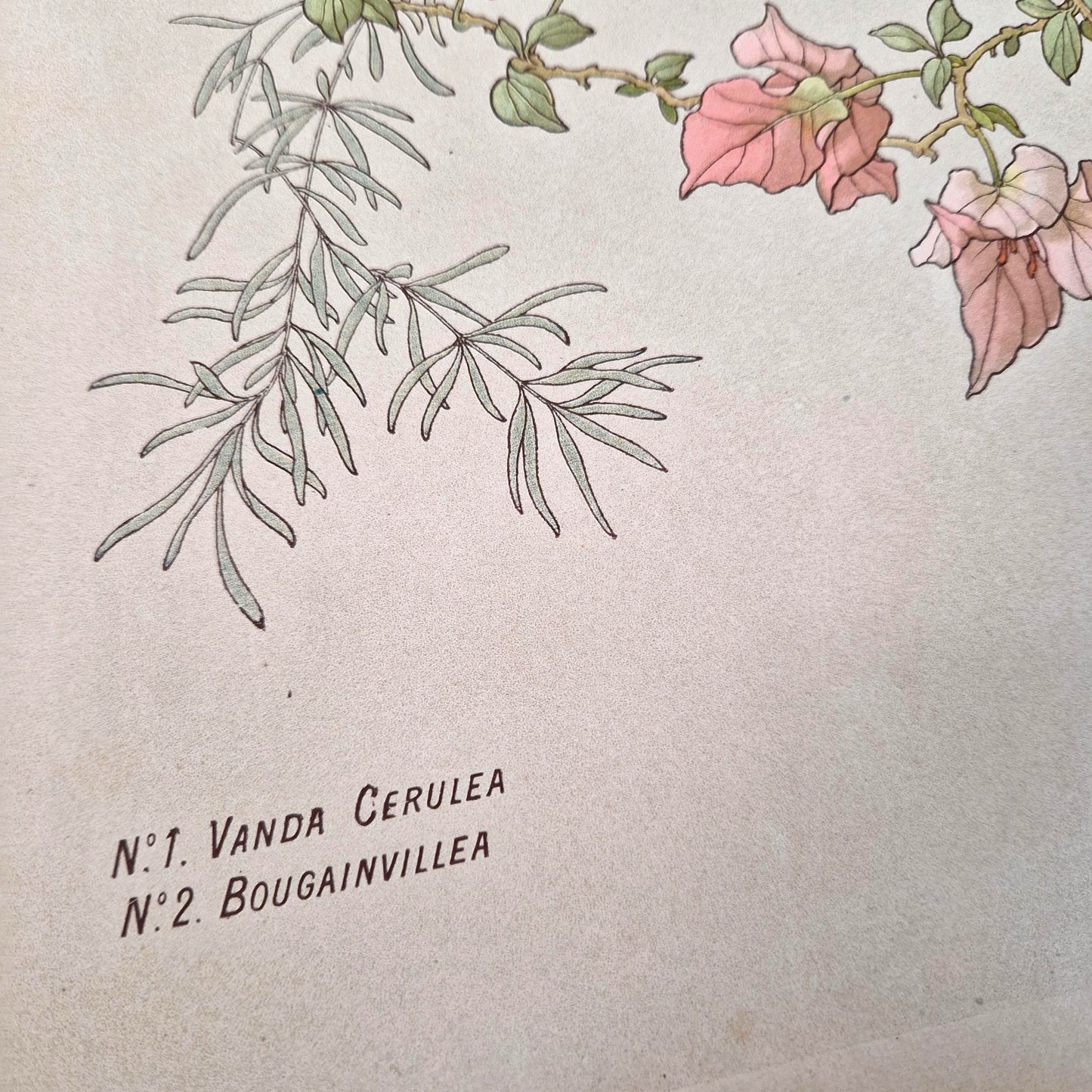 Plate "The Orchids" - Vanda cerulea and Bougainvillea