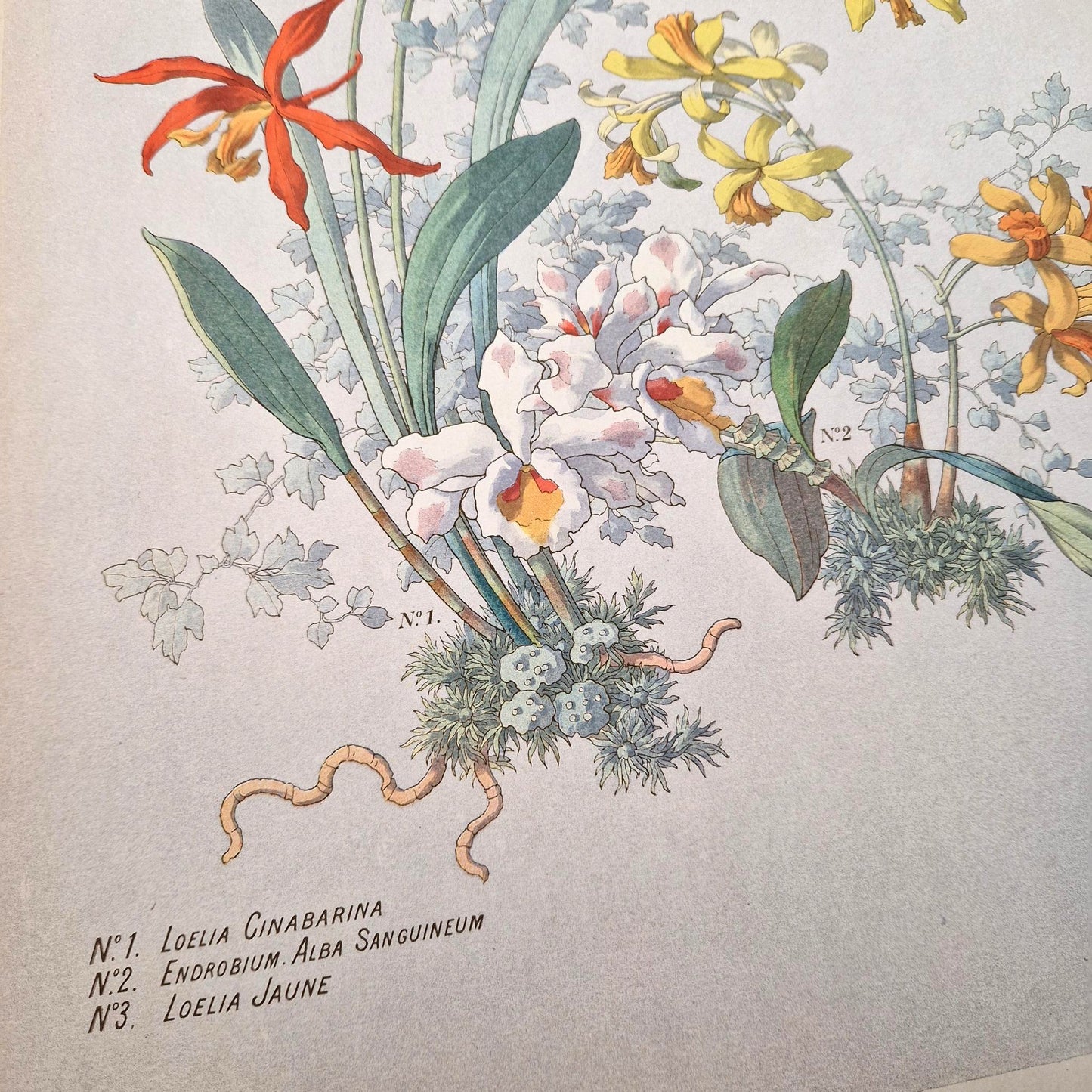 Botanical illustration "The Orchids" by Henry Lambert