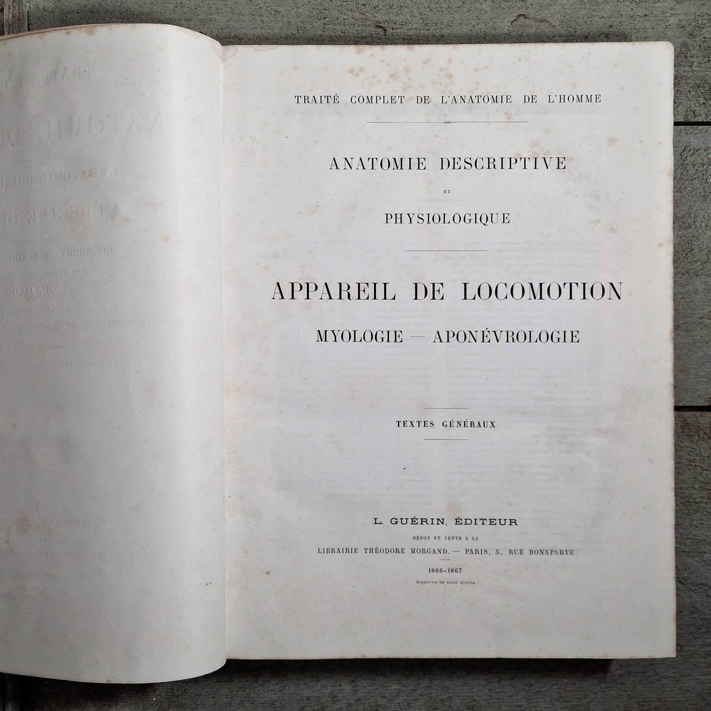 gravures anatomiques planches muscles homme