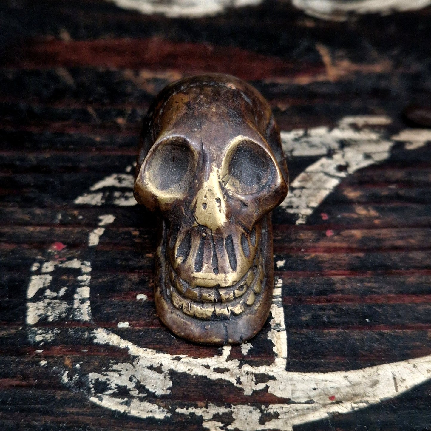 vintage anatomical skull decoration