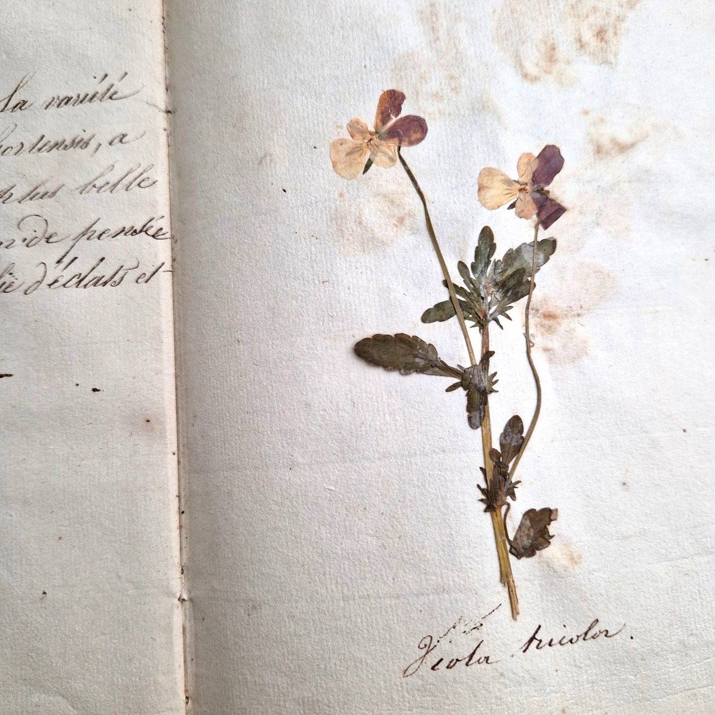 vintage pressed flower book french