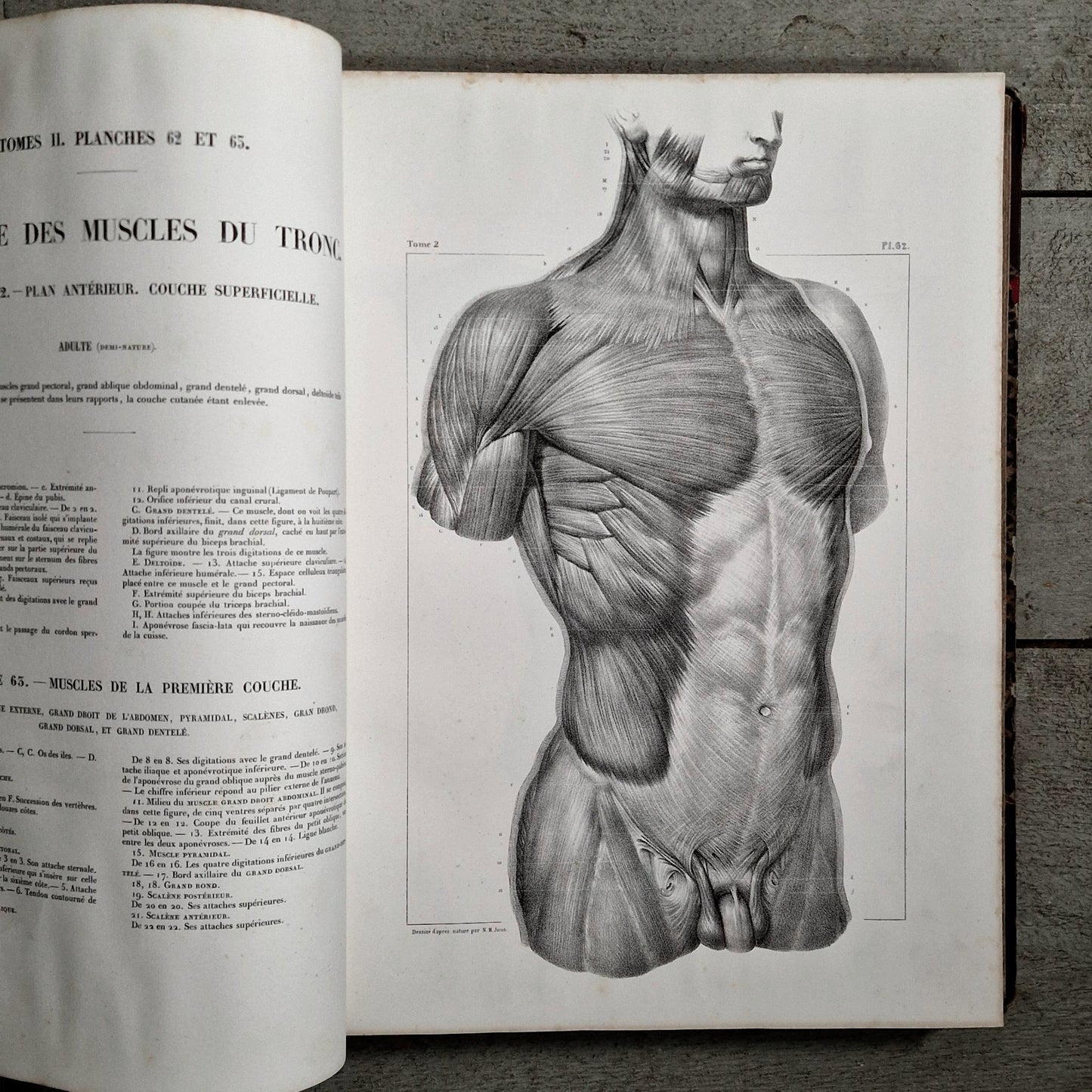 19th century anatomical plates steel engraving