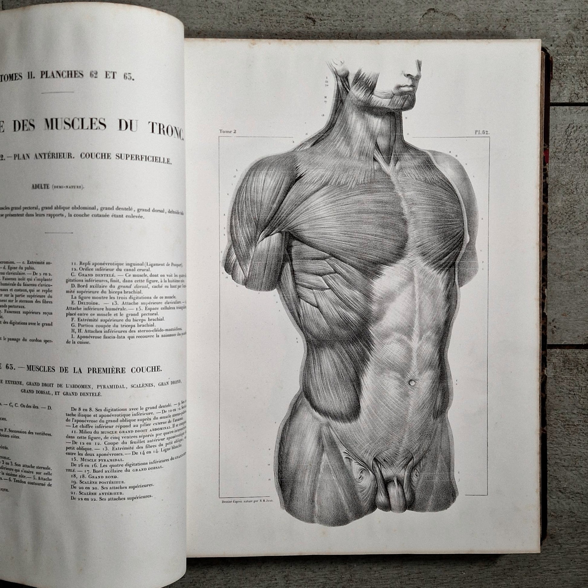 19th century anatomical plates steel engraving