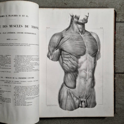 19th century anatomical plates steel engraving