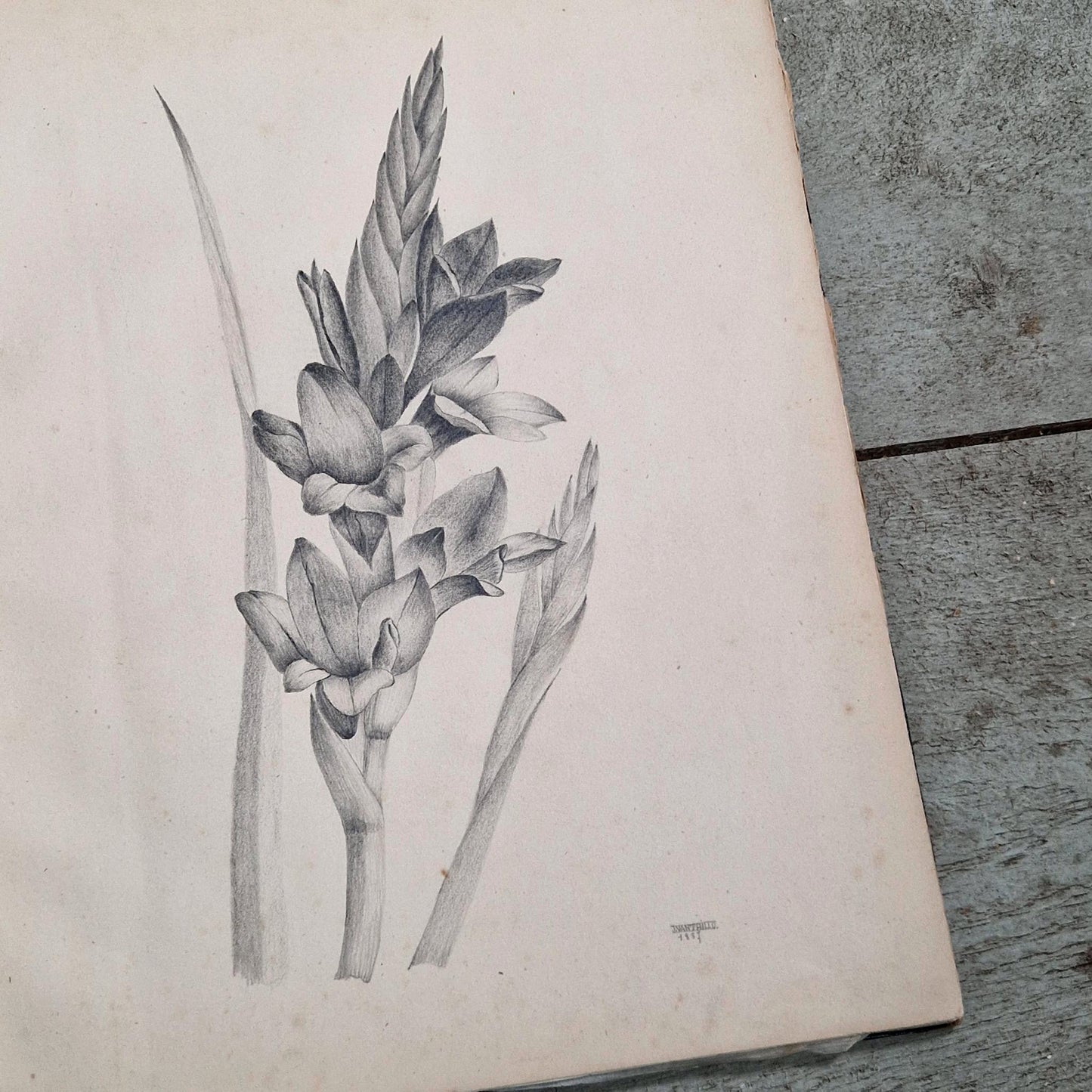 19th century drawing album vanthillo