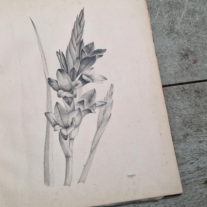 19th century drawing album vanthillo