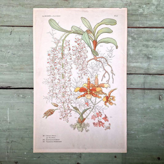 Chromotypography "The Orchids", Circa 1900