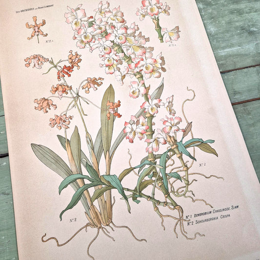 Antique botanical illustration "The Orchids", H. Lambert