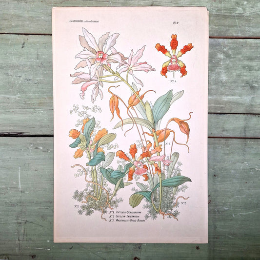 Floral illustration "The Orchids", Cattleya...