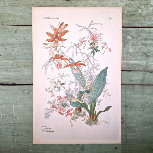 Botanical chromotypography "The Orchids"