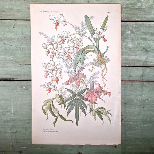 Antique floral print "The Orchids" - Henry Lambert