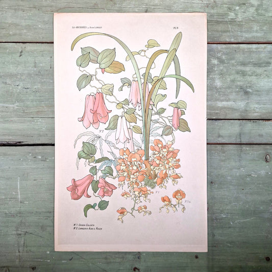 Antique botanical illustration "The Orchids"