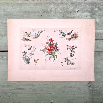 Planche illustrée aux oiseaux et fleurs - Fx. Albert