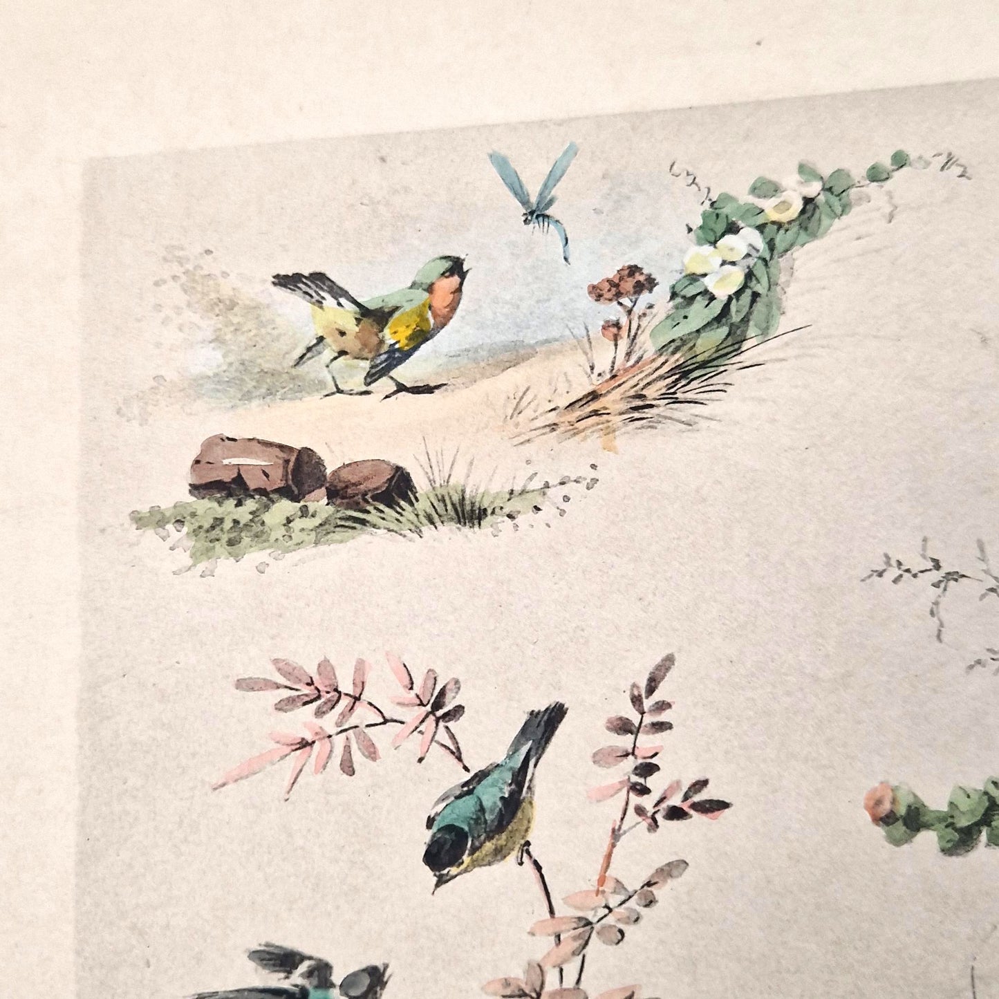 Planche illustrée aux oiseaux et fleurs - Fx. Albert