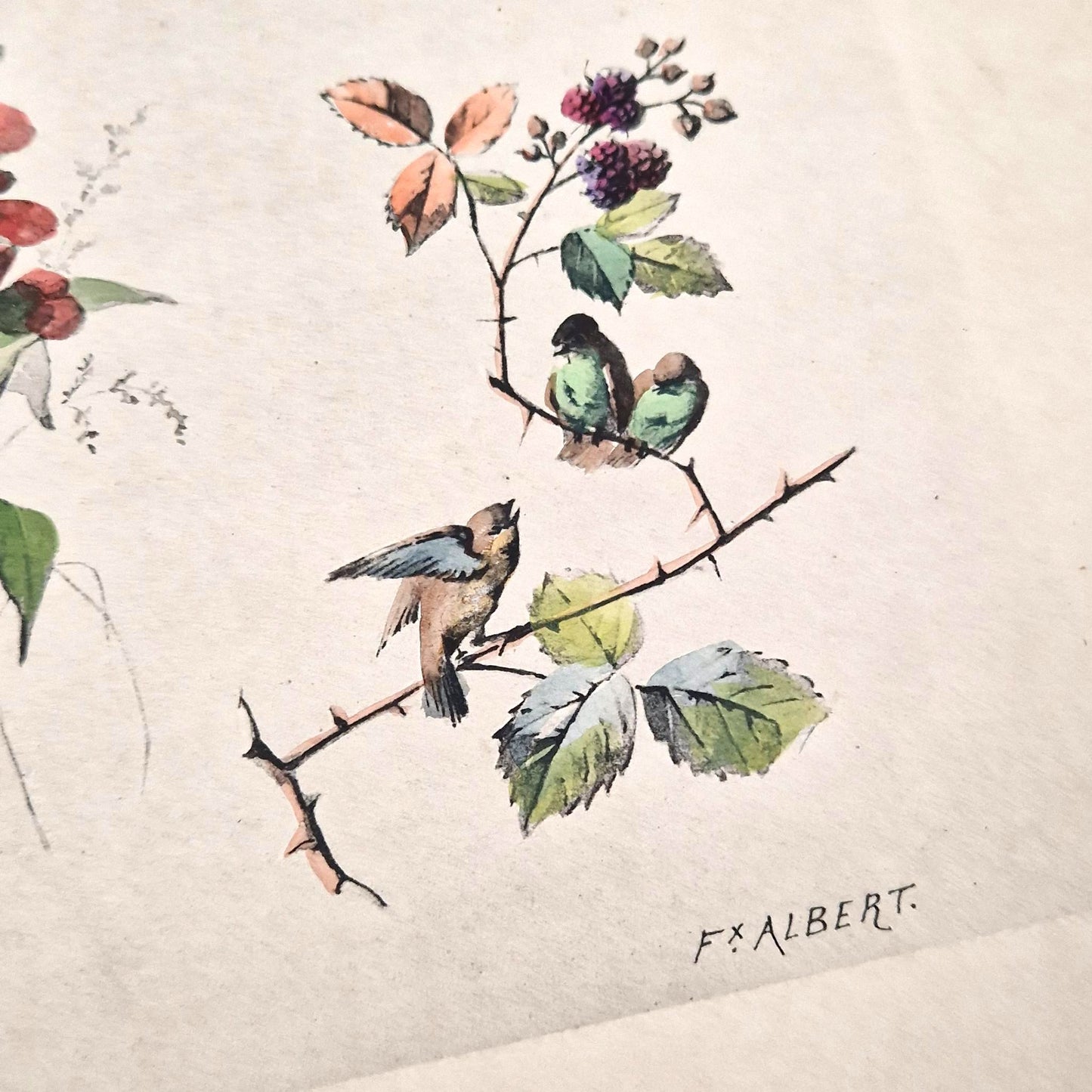 Planche illustrée aux oiseaux et fleurs - Fx. Albert