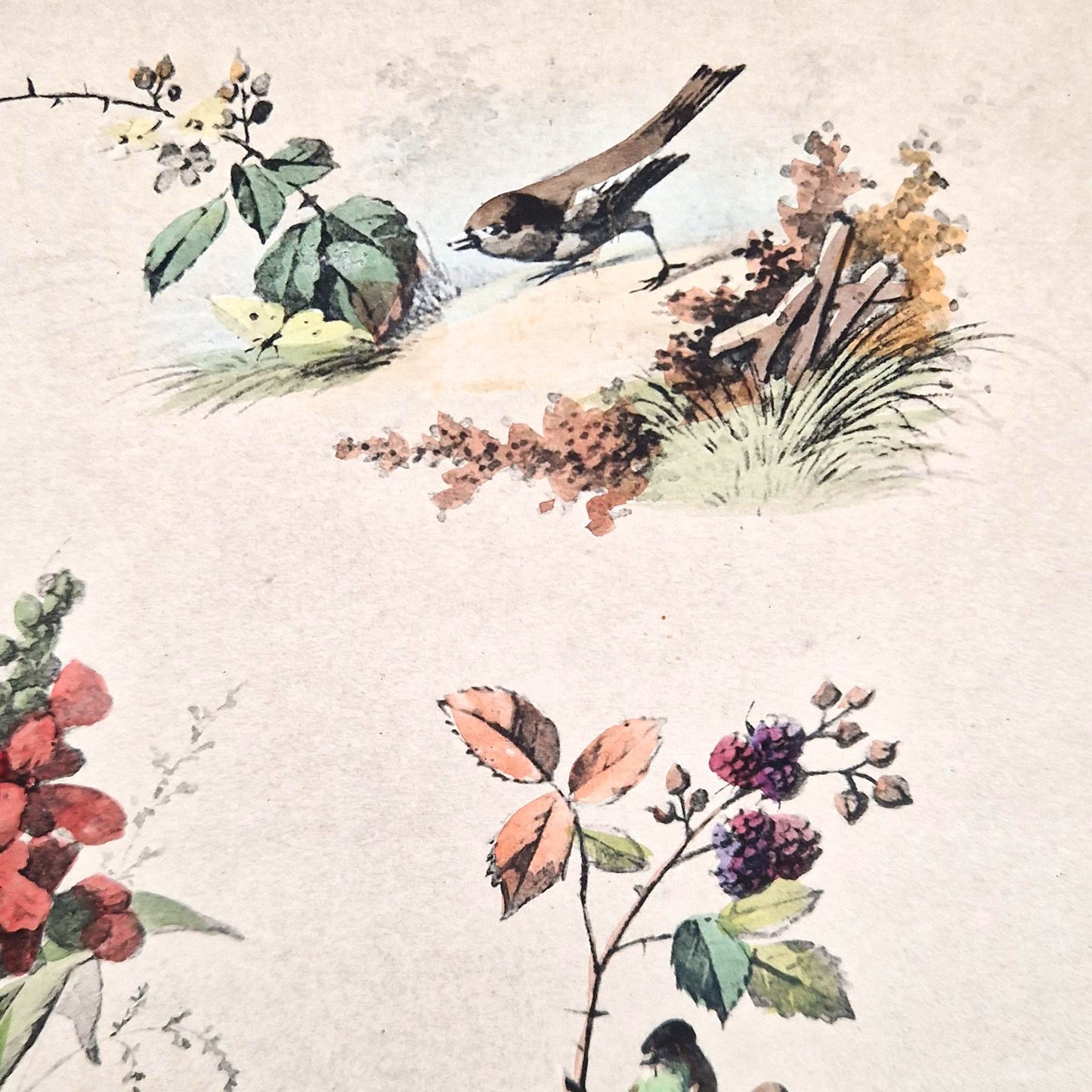 Planche illustrée aux oiseaux et fleurs - Fx. Albert