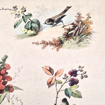 Planche illustrée aux oiseaux et fleurs - Fx. Albert