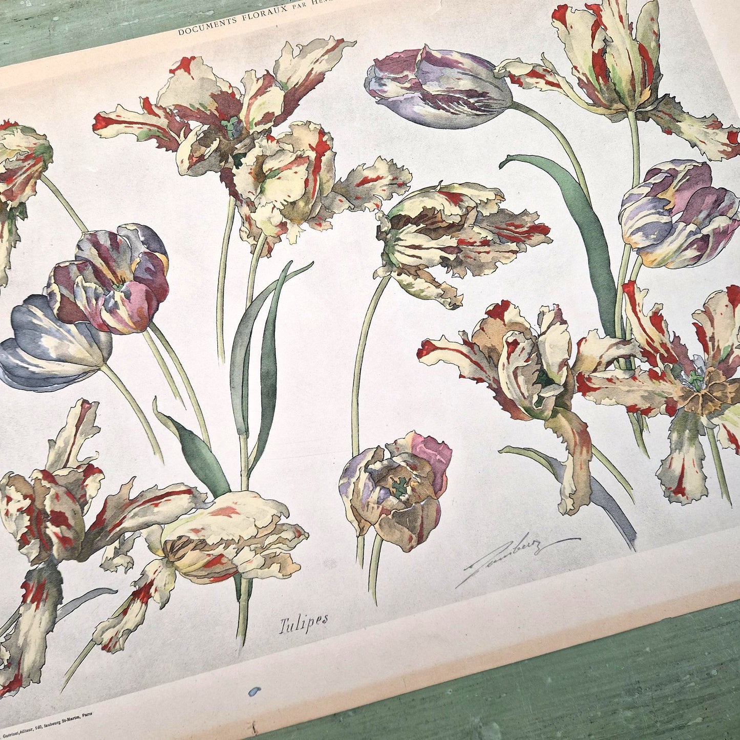 Planche florale ancienne « Tulipes », Vers 1900