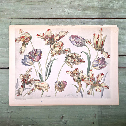 Planche florale ancienne « Tulipes », Vers 1900