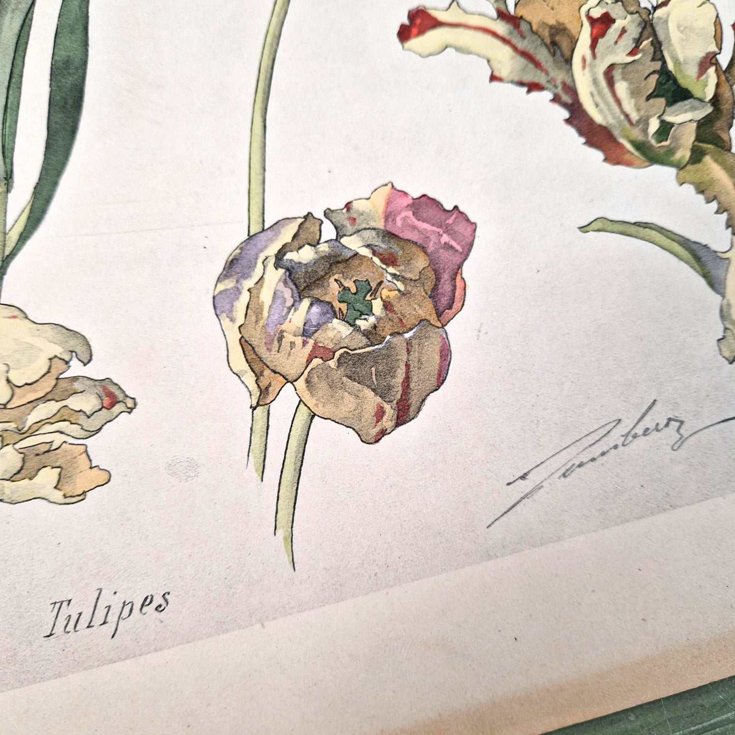 Planche florale ancienne « Tulipes », Vers 1900