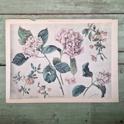 Lithographie ancienne « Hortensia et Pommier du Japon »