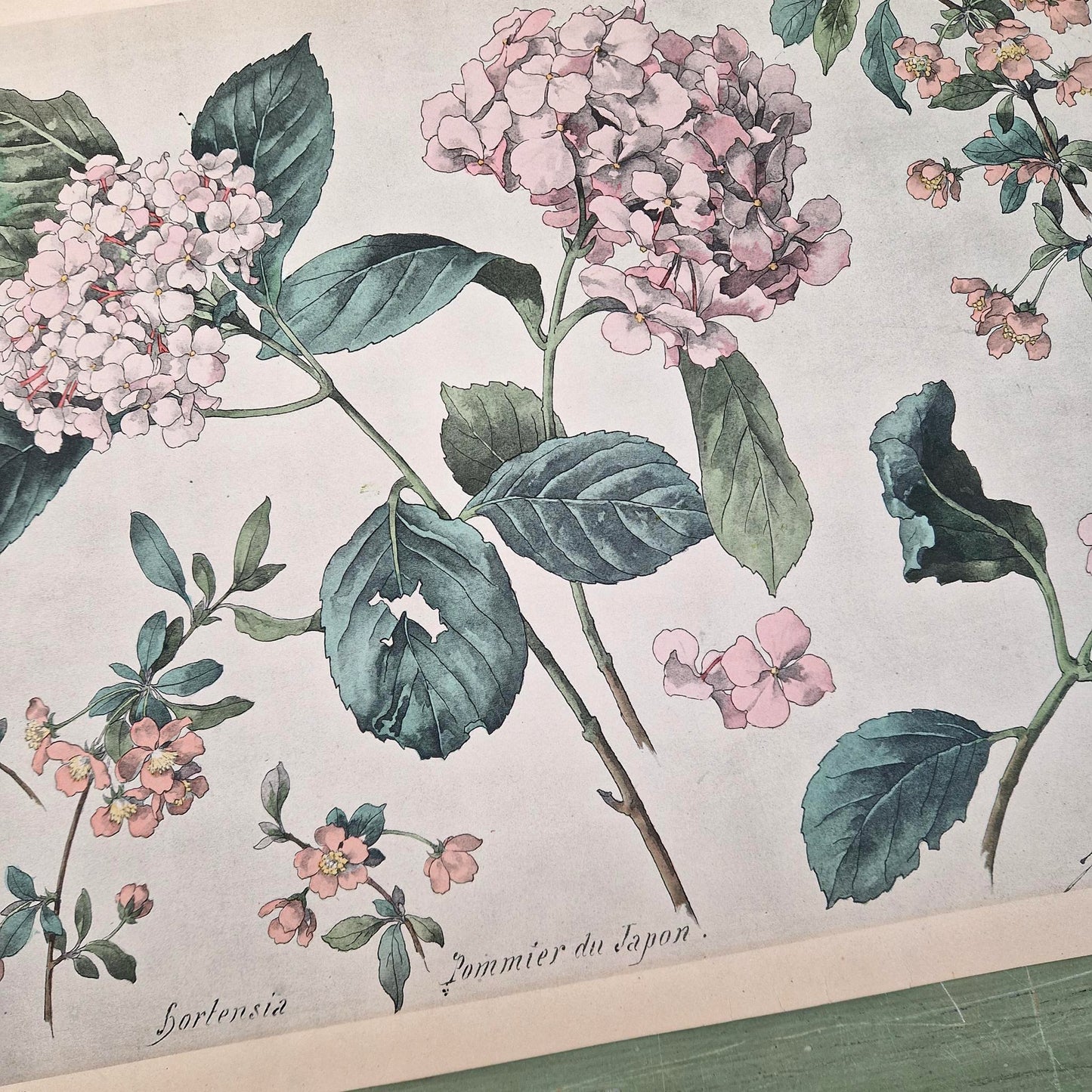 Lithographie ancienne « Hortensia et Pommier du Japon »