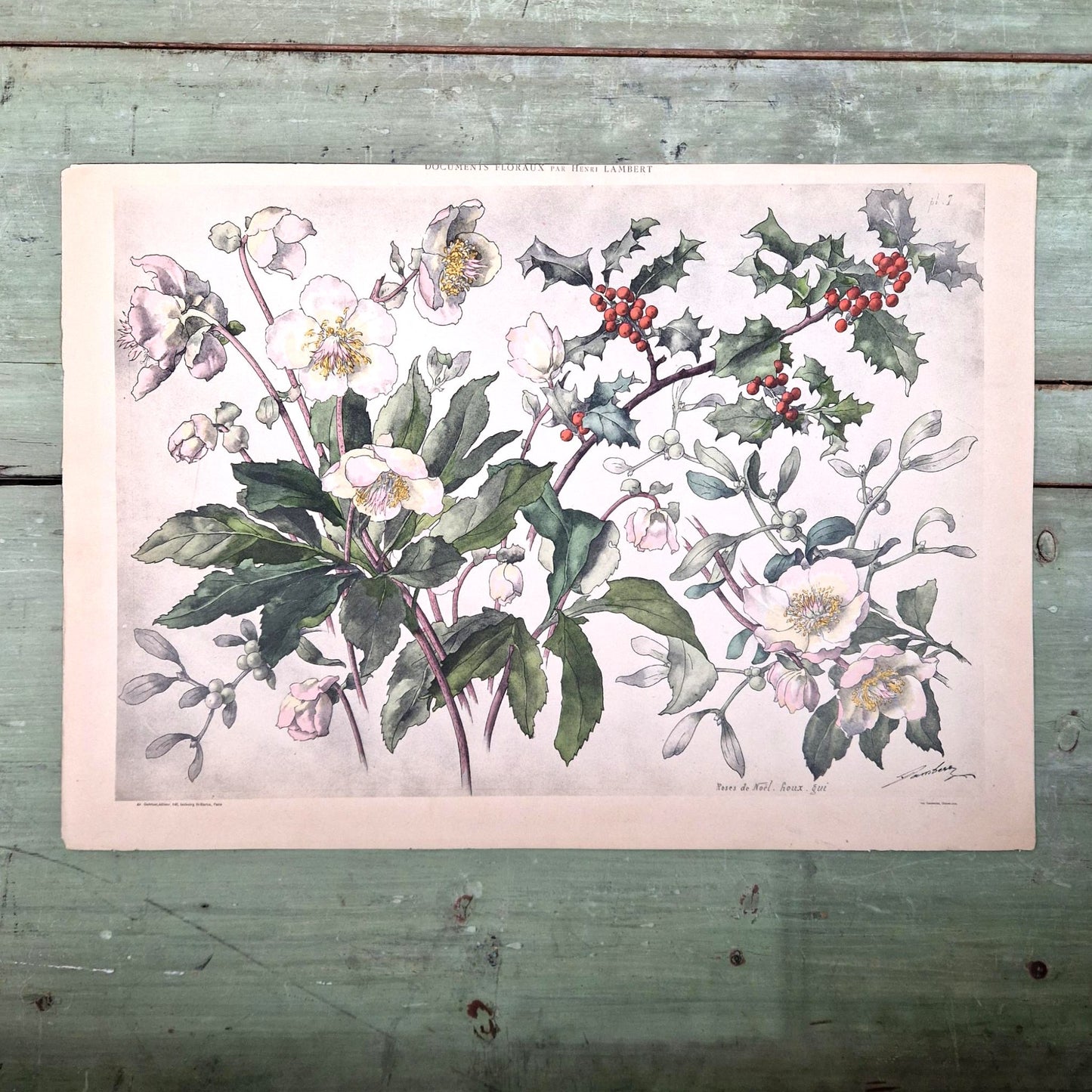 Antique floral print "Christmas Roses, Holly & Mistletoe"
