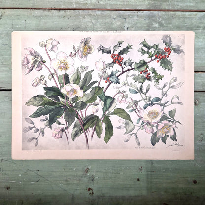 Antique floral print "Christmas Roses, Holly & Mistletoe"
