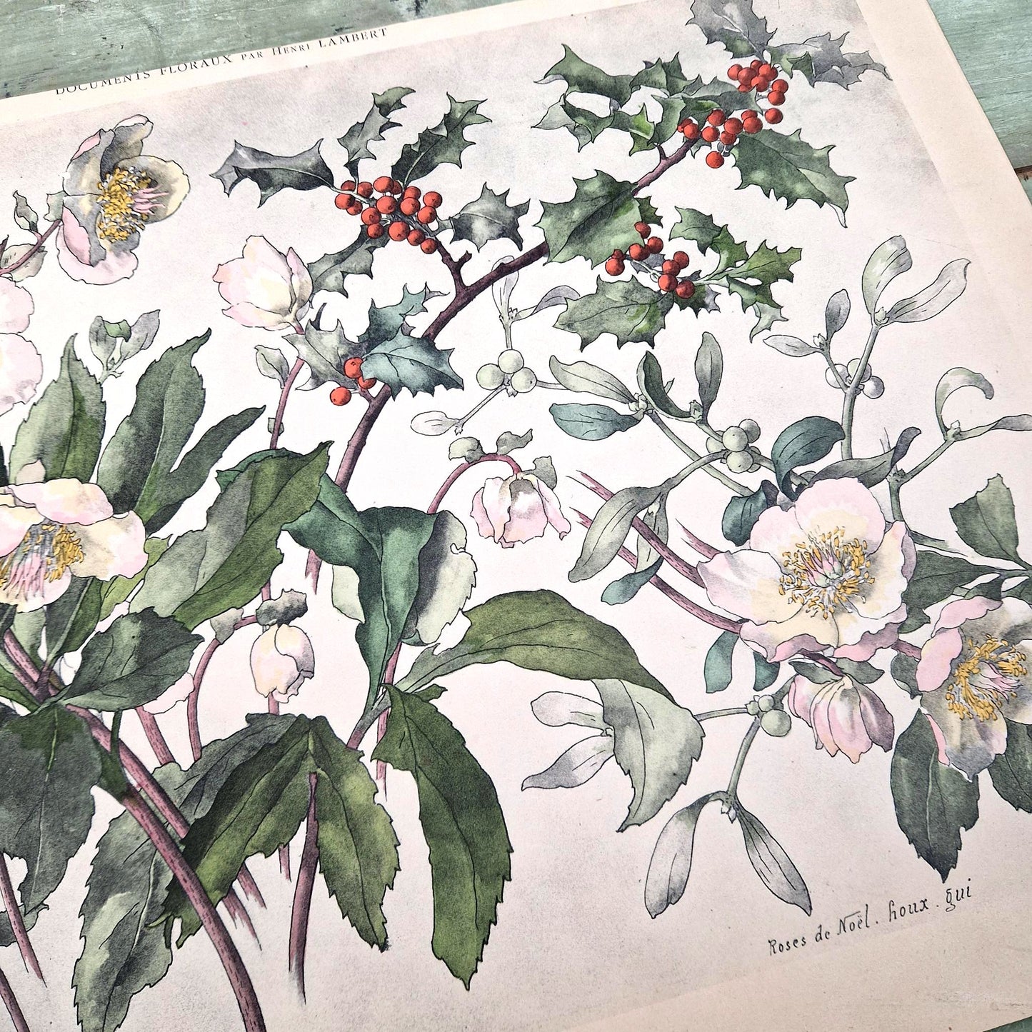 Antique floral print "Christmas Roses, Holly & Mistletoe"