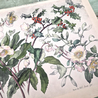 Antique floral print "Christmas Roses, Holly & Mistletoe"