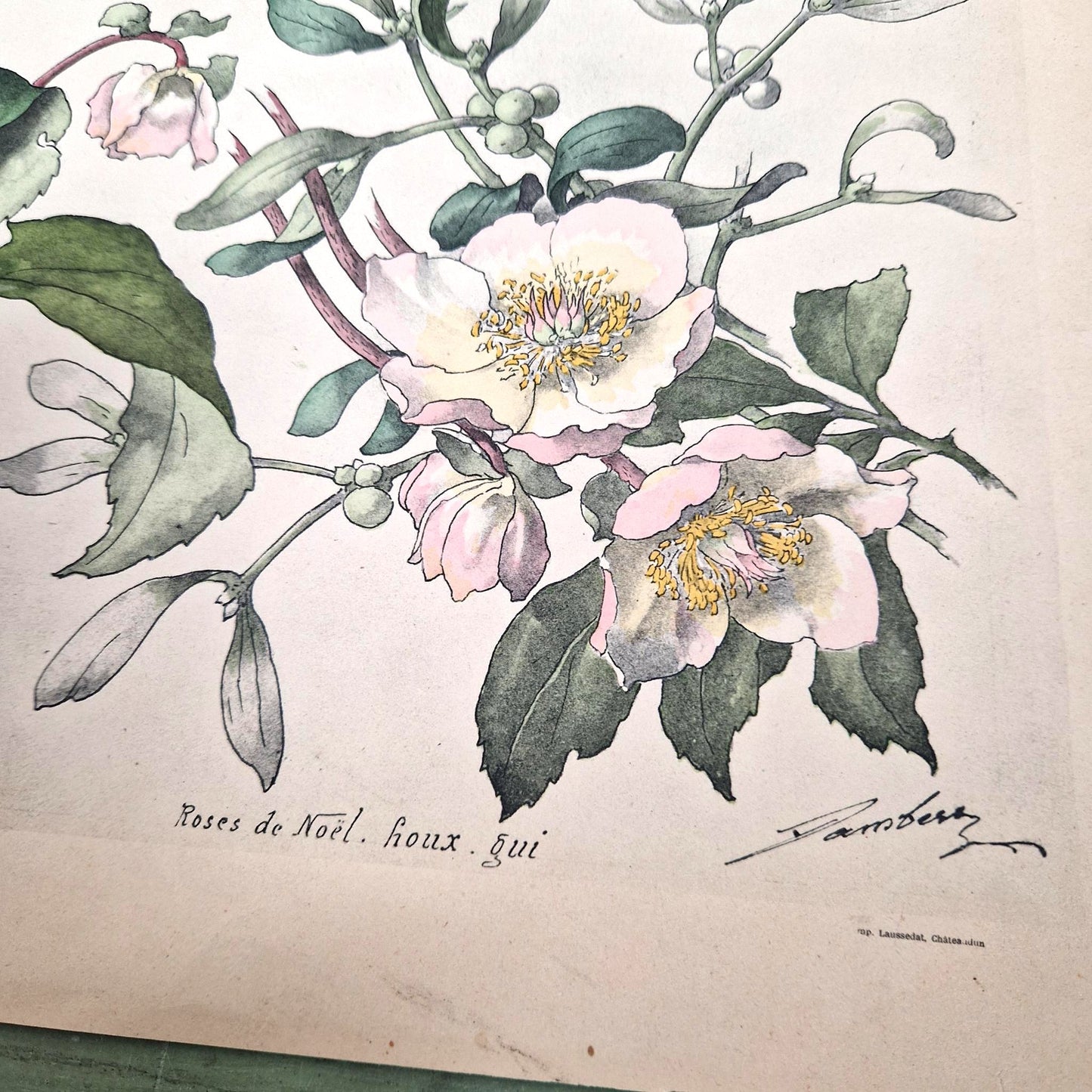 Antique floral print "Christmas Roses, Holly & Mistletoe"
