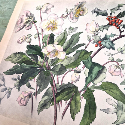 Antique floral print "Christmas Roses, Holly & Mistletoe"