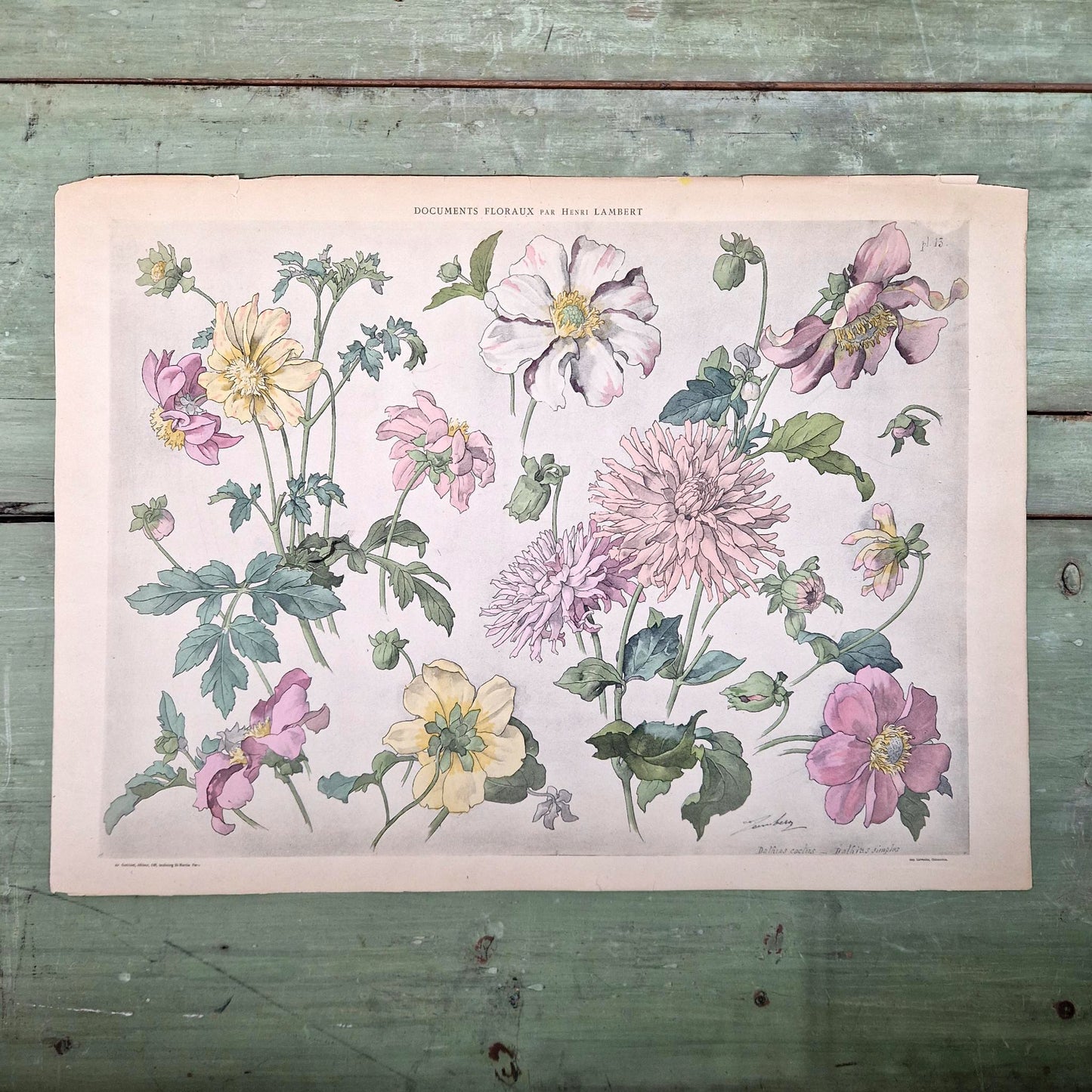 Lithographie florale « Dahlias » - Henri Lambert