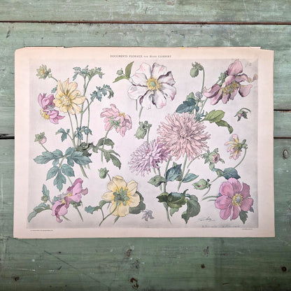 Lithographie florale « Dahlias » - Henri Lambert