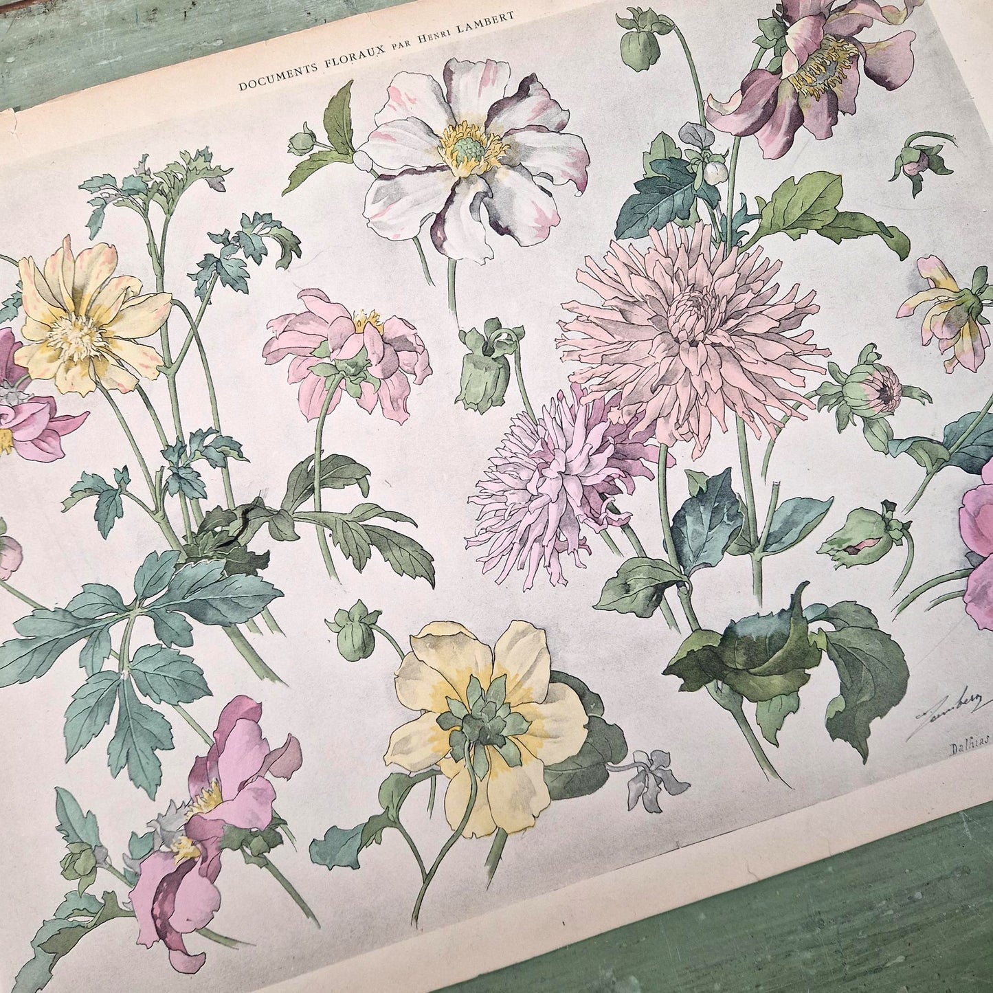 Lithographie florale « Dahlias » - Henri Lambert