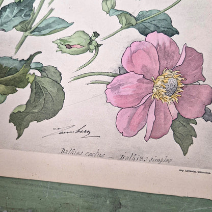 Lithographie florale « Dahlias » - Henri Lambert