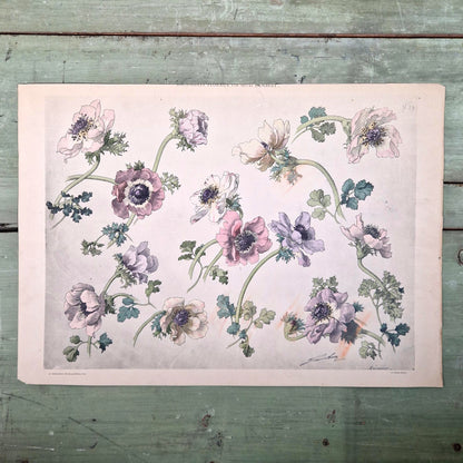 Illustration botanique ancienne « Anémones », Vers 1900