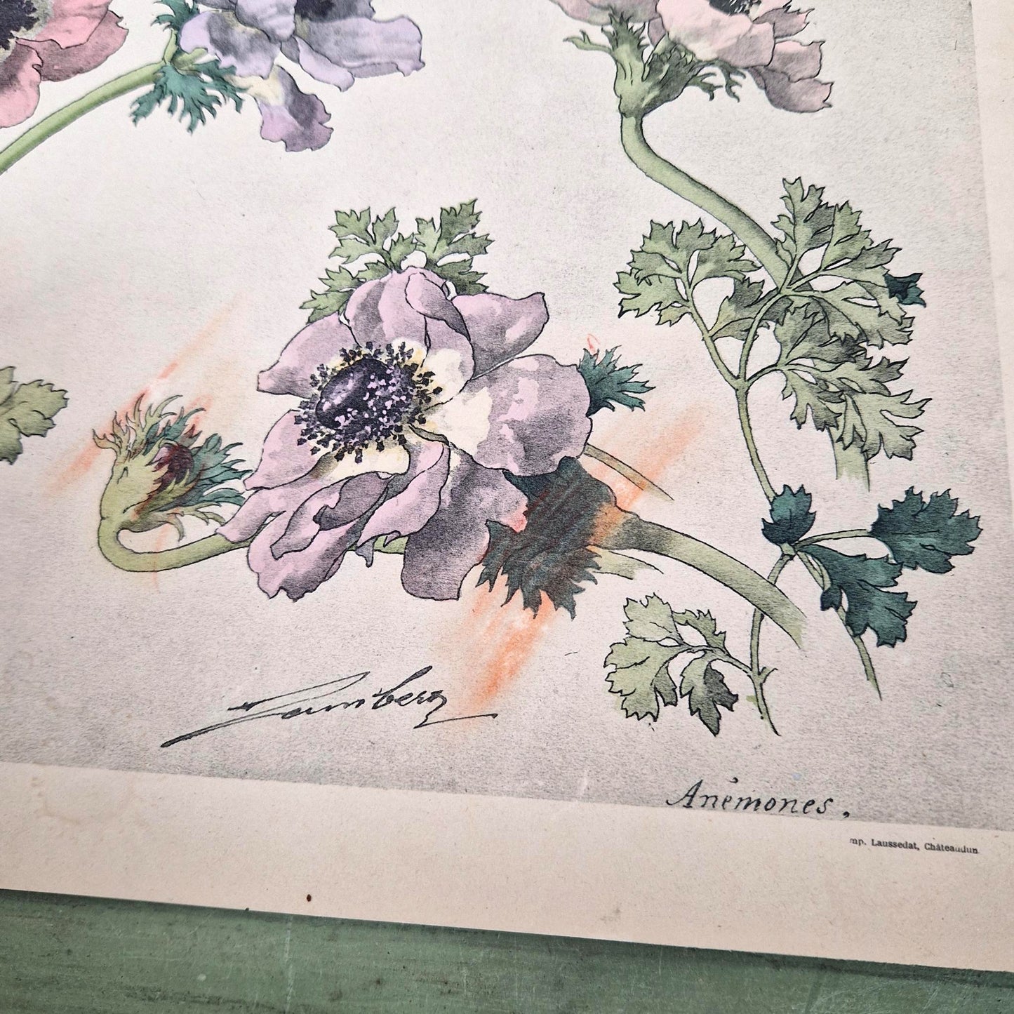Illustration botanique ancienne « Anémones », Vers 1900
