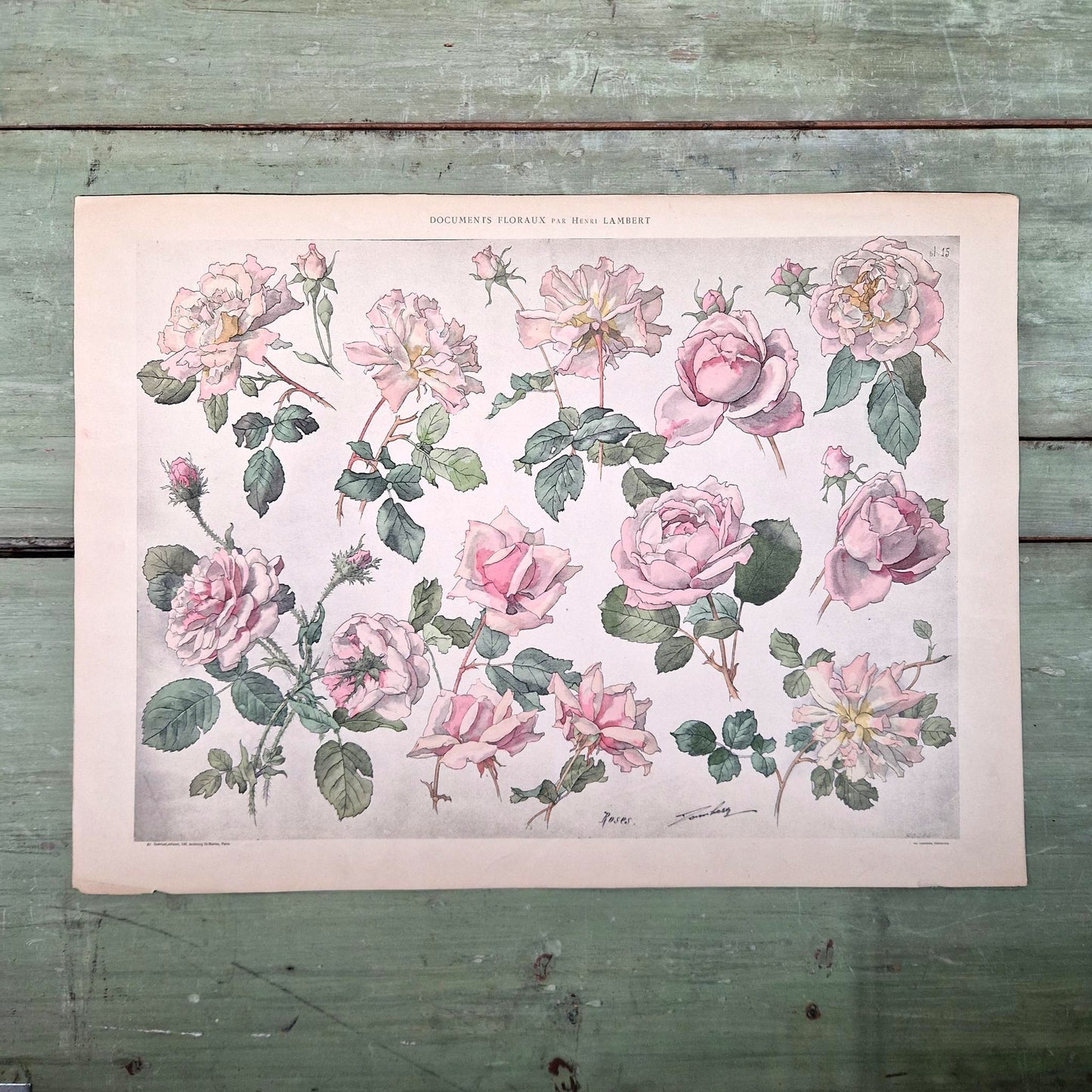 Planche botanique ancienne « Roses » - Henri Lambert