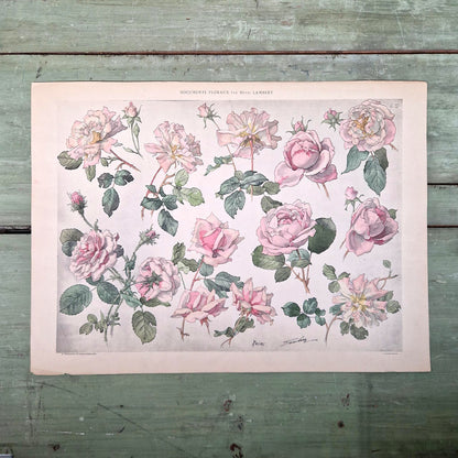 Planche botanique ancienne « Roses » - Henri Lambert